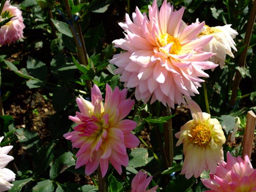 Free stock photo of flower, garden, thailand Stock Photo