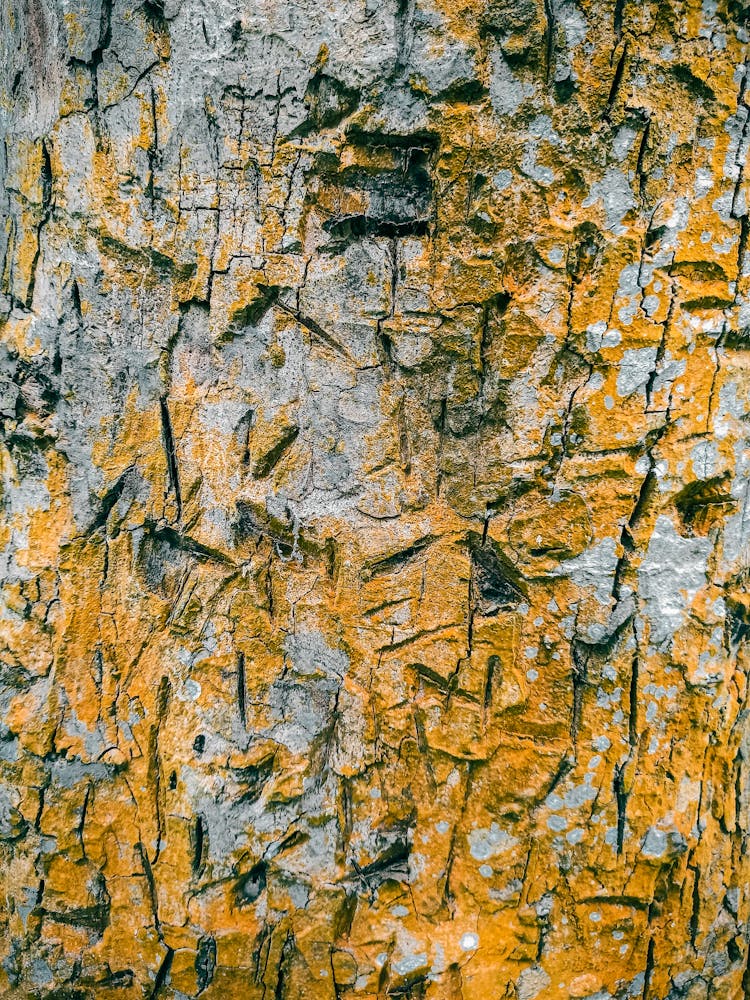 Photo Of A Tree Bark With Shades Of Yellow