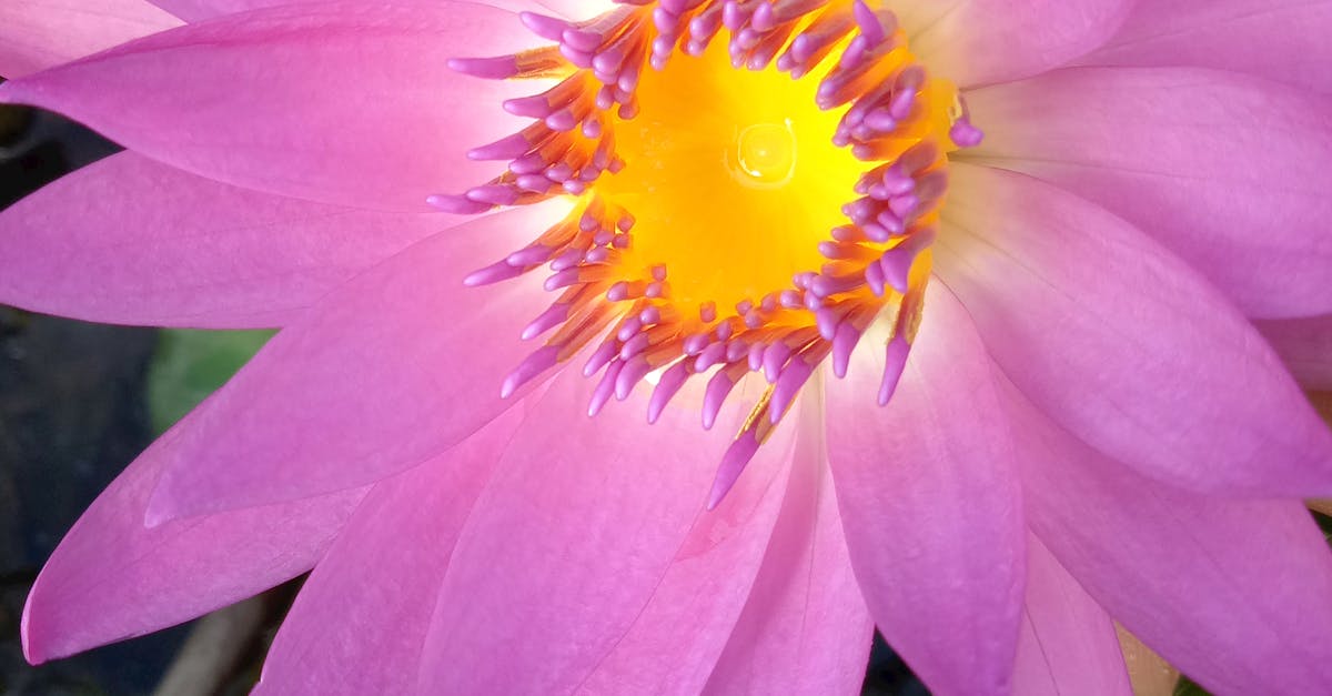 Free stock photo of lotus, purple lotus, sleeping lily