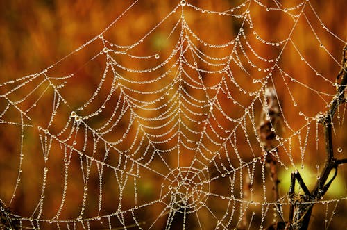 가을 배경, 가을의 색, 거미줄의 무료 스톡 사진