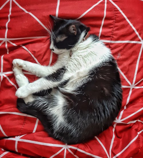 Photo of a Black and White Cat Sleeping on a Red Fabric
