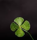 Shallow Focus Photography Of Four Leaf Clover