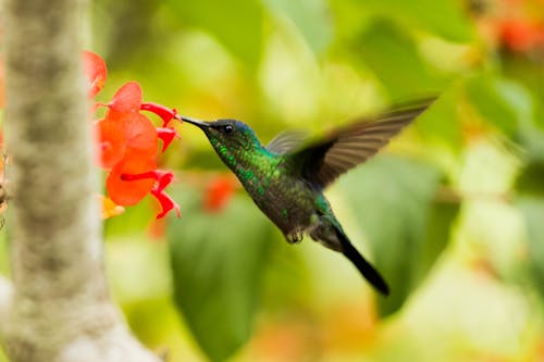 Teal and Brown Hummingbird Flying · Free Stock Photo