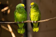 两只充满活力的绿色鹦鹉栖息在自然栖息地的树枝上，这是一幅完美的野生动物镜头