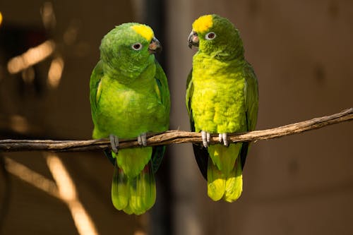 Why Parrots Go Silent After a Heavy Monsoon Downpour