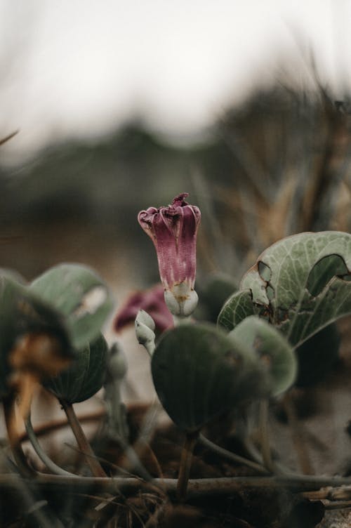 Flower among Plants