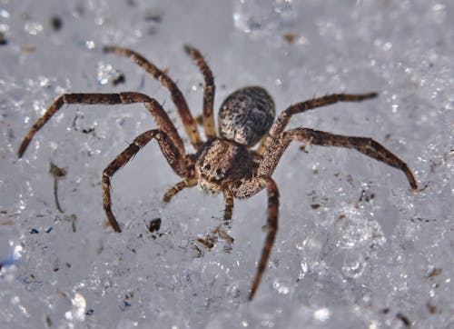 Δωρεάν στοκ φωτογραφιών με αράχνη, αραχνοειδές έντομο, αρθρόποδα