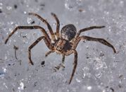 Brown and Black Spider on White Surface