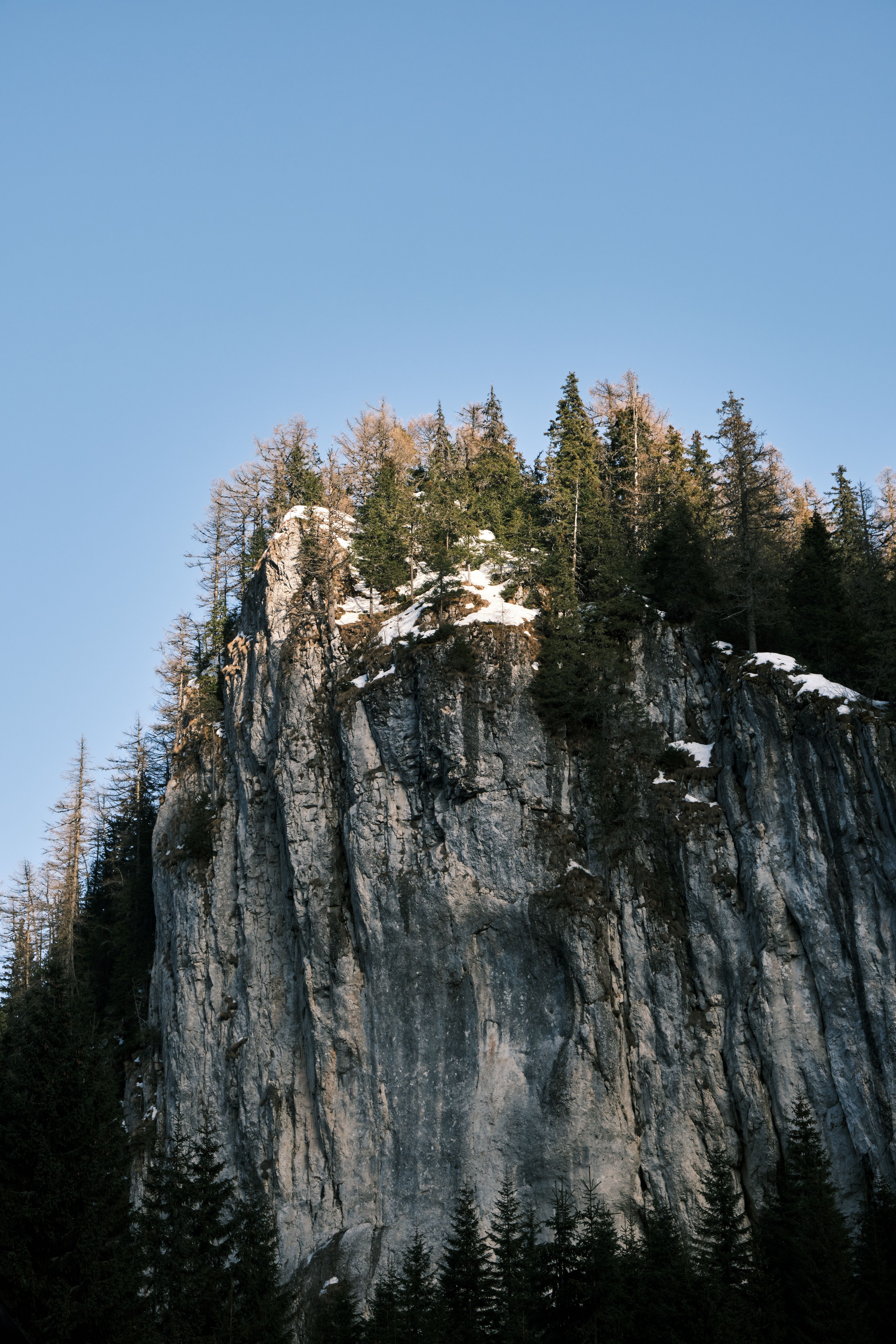 Pine Trees Growing on a Cliff · Free Stock Photo
