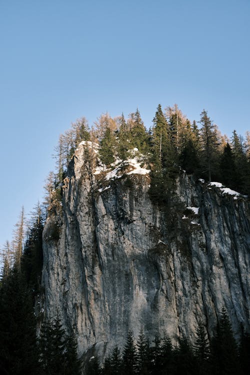 Pine Trees Growing on a Cliff