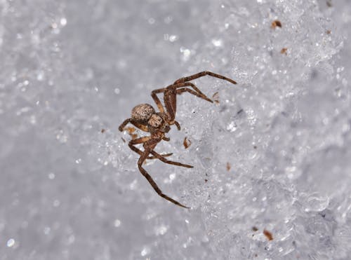 거미, 거미류, 겨울의 무료 스톡 사진