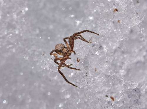 Macro Shot of a Spider