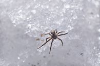 Brown Spider on White Snow