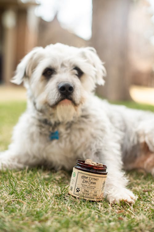 Fotos de stock gratuitas de animal, césped, comida de perro