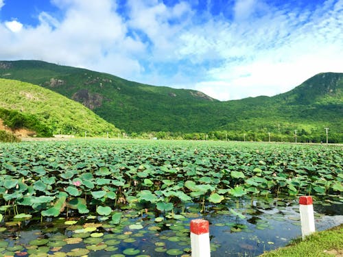 Kostnadsfri bild av lotus sjö, lotusblomma