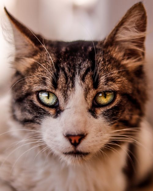 Free Intense close-up shot of a tabby cat displaying striking green eyes and prominent whiskers. Stock Photo