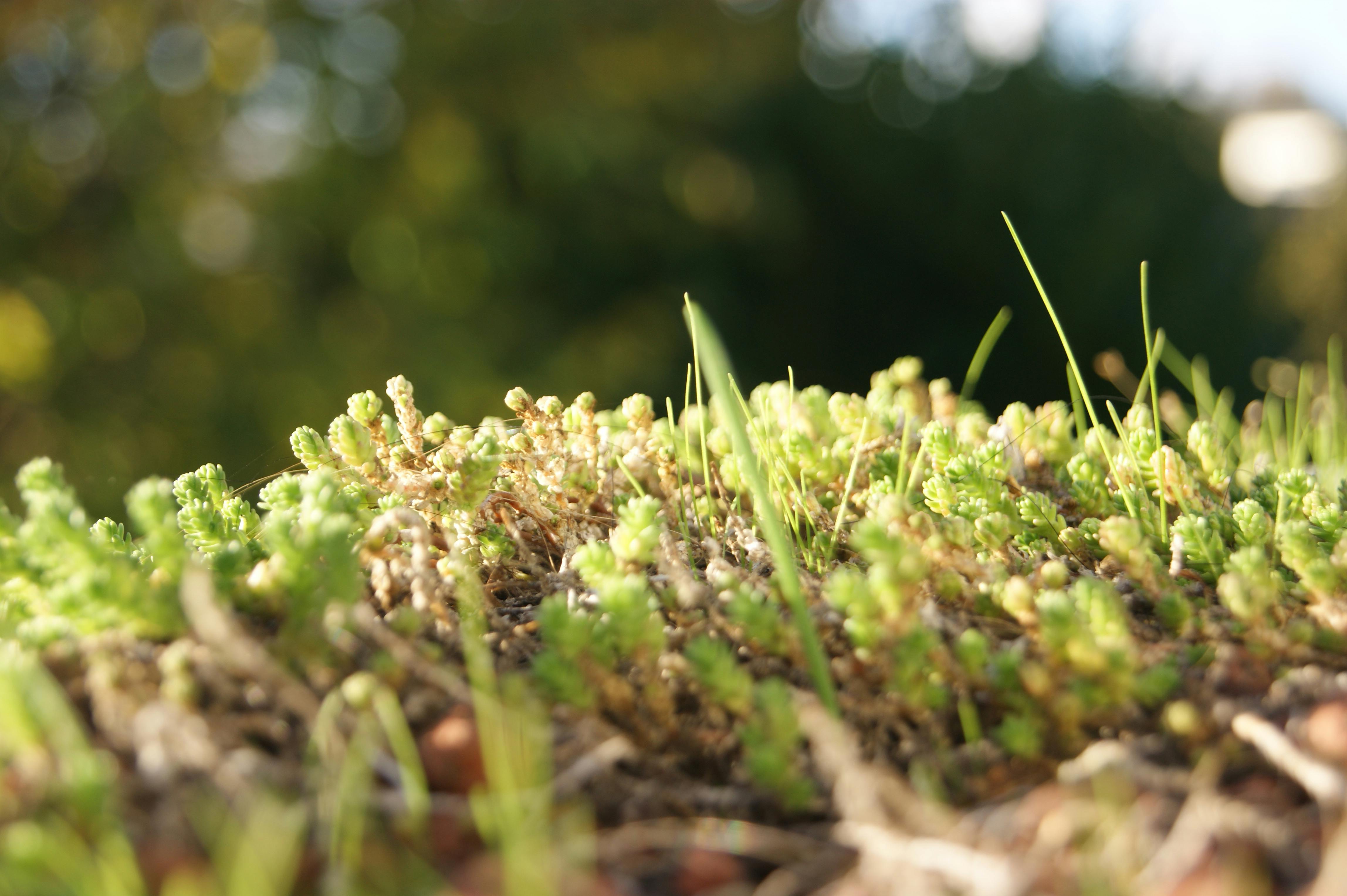 Free stock photo of mother nature