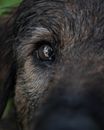 Brown and Black Short Coated Dog