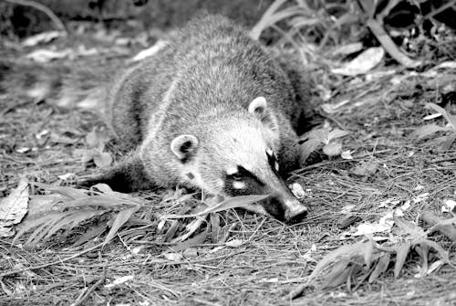Free Grayscale Photo of a Animal on a Dried Leaves Stock Photo