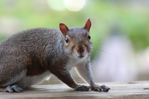 Kostenloses Stock Foto zu graue eichhörnchen, nagetier, nahansicht