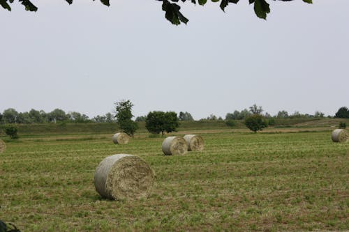 Free stock photo of hay Stock Photo