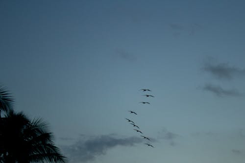 Free stock photo of art, beautiful sky, palm beach