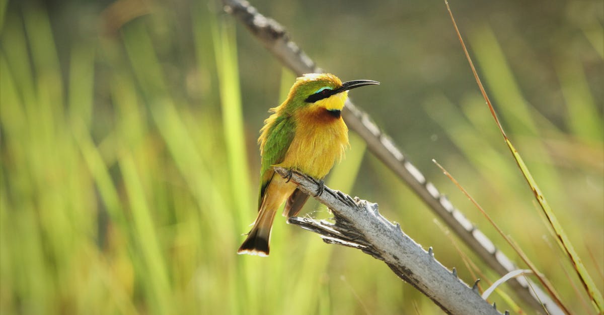 Yellow and Green Bird
