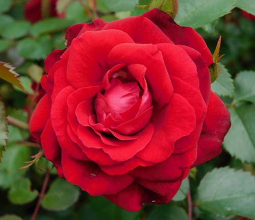 Close-Up Shot of a Red Rose