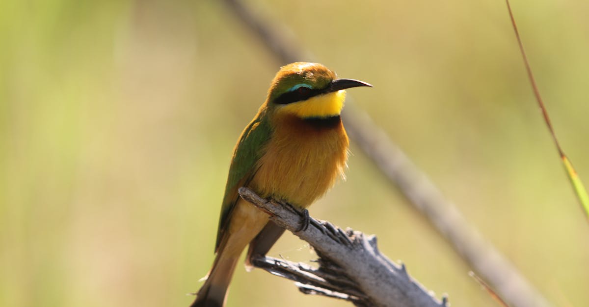 Free stock photo of African bird, bird, etosha national park