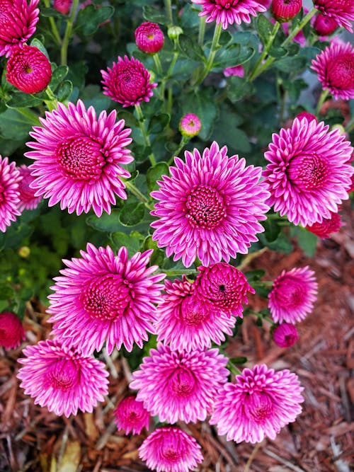 A Close-Up Shot of Pink Flowers