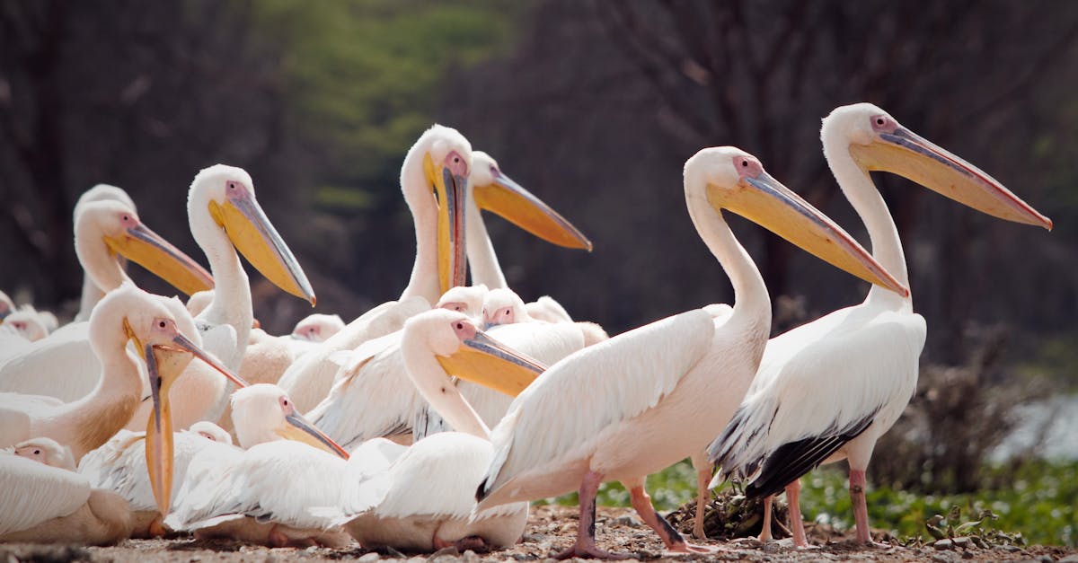 Photo of Flock of Pelican Birds