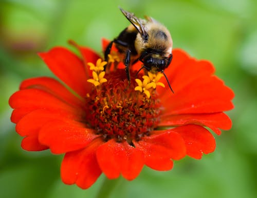 Free Macro Shot of a Bumblebee on a Zinnia Flower Stock Photo