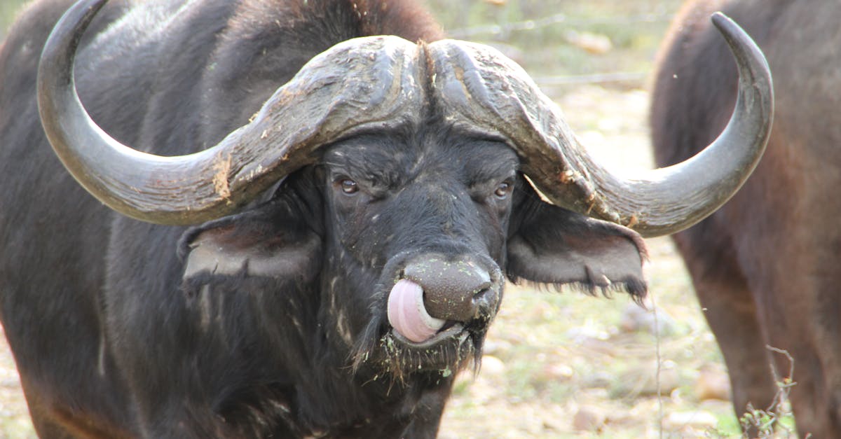 Free stock photo of buffalo, south africa