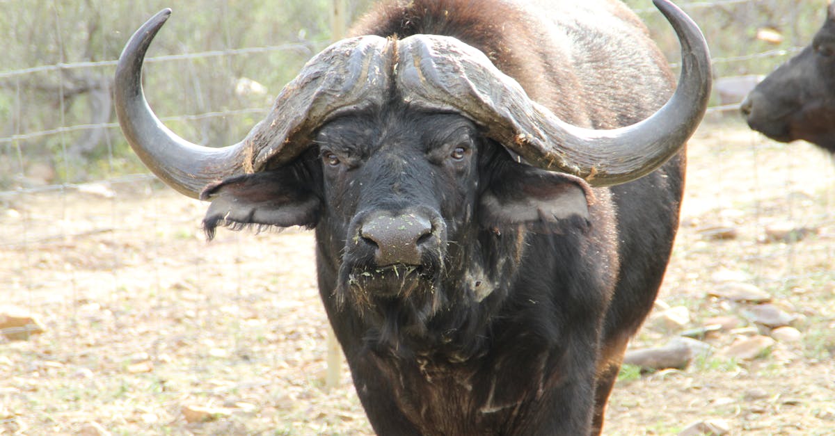 Free stock photo of buffalo, south africa