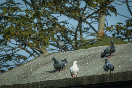 Free stock photo of animal, bird photography, birds