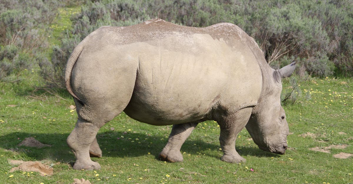 Free stock photo of african rhyno, south africa