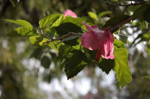 Free stock photo of beautiful flowers, hibiscus, pink flowers Stock Photo