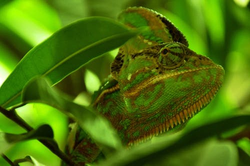 Green and Yellow Chameleon Close Up Photography