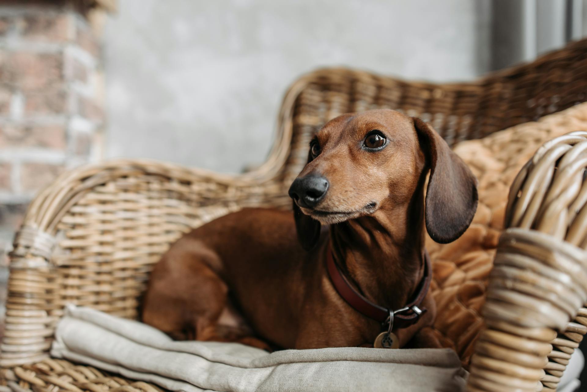 Brown Dog on the Chair