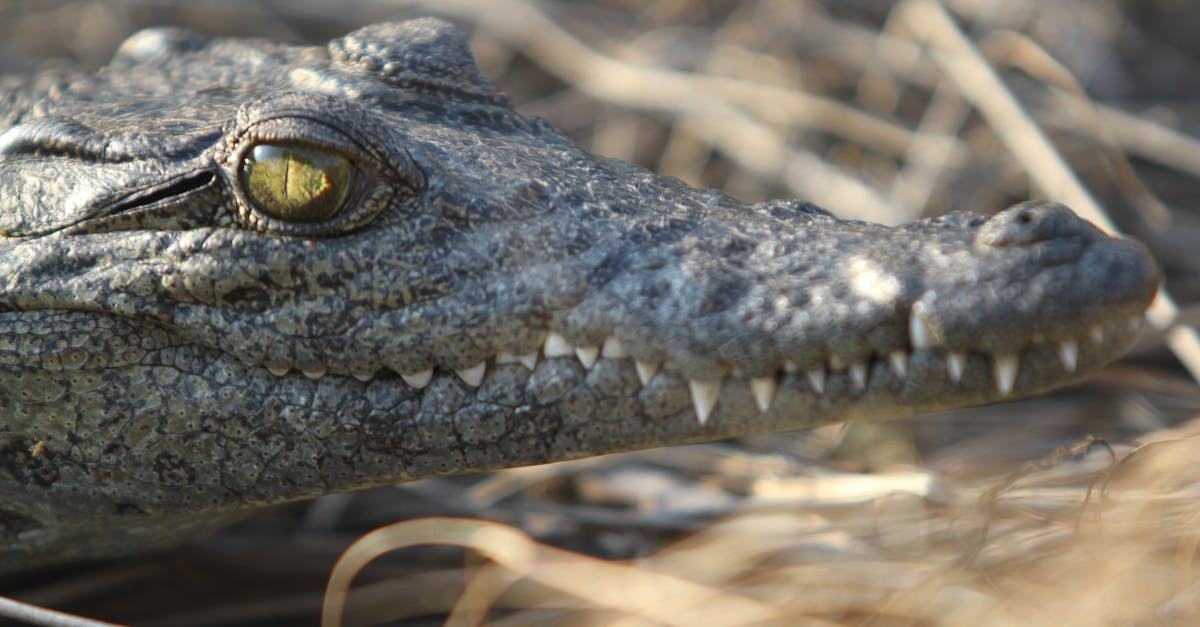 Free stock photo of botswana, Crocodile, Okawango Delta