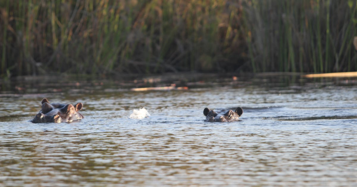 Free stock photo of botswana, hippos, Okawango Delta