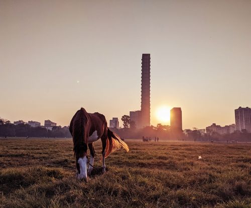 Free stock photo of animal, beautiful, beautiful animal Stock Photo