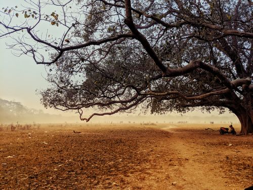 Free stock photo of banyan tree, mother nature, natural background Stock Photo
