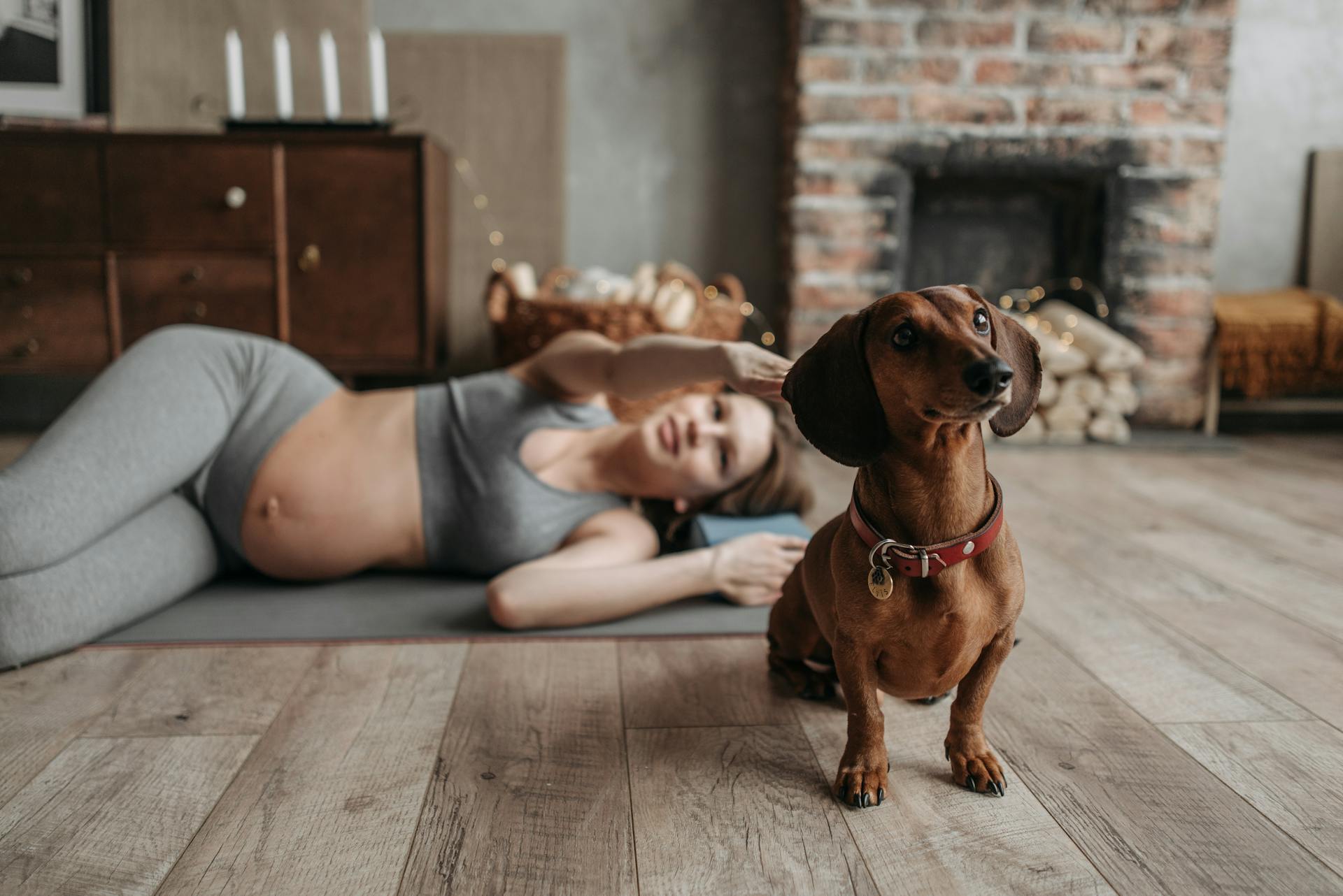 Fotografi av en söt brun dachshund på trägolv