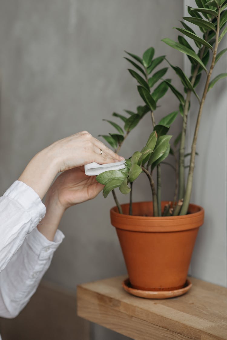 Person Wiping Green Plant In Brown Clay Pot