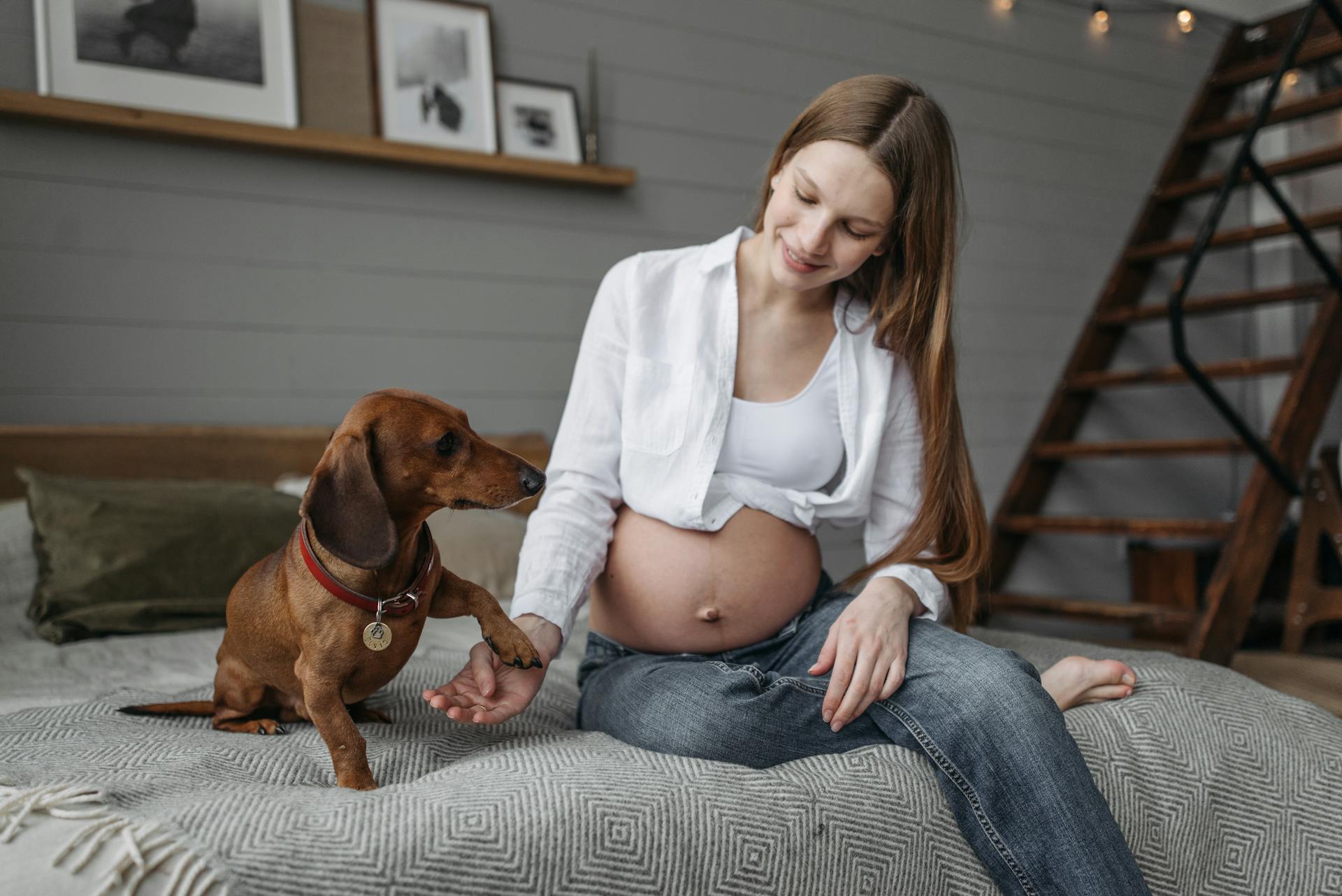 Bild av en gravid kvinna som leker med en hund