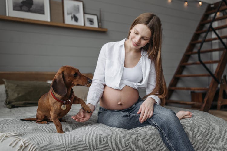 Photo Of A Pregnant Woman Playing With A Dachshund Dog