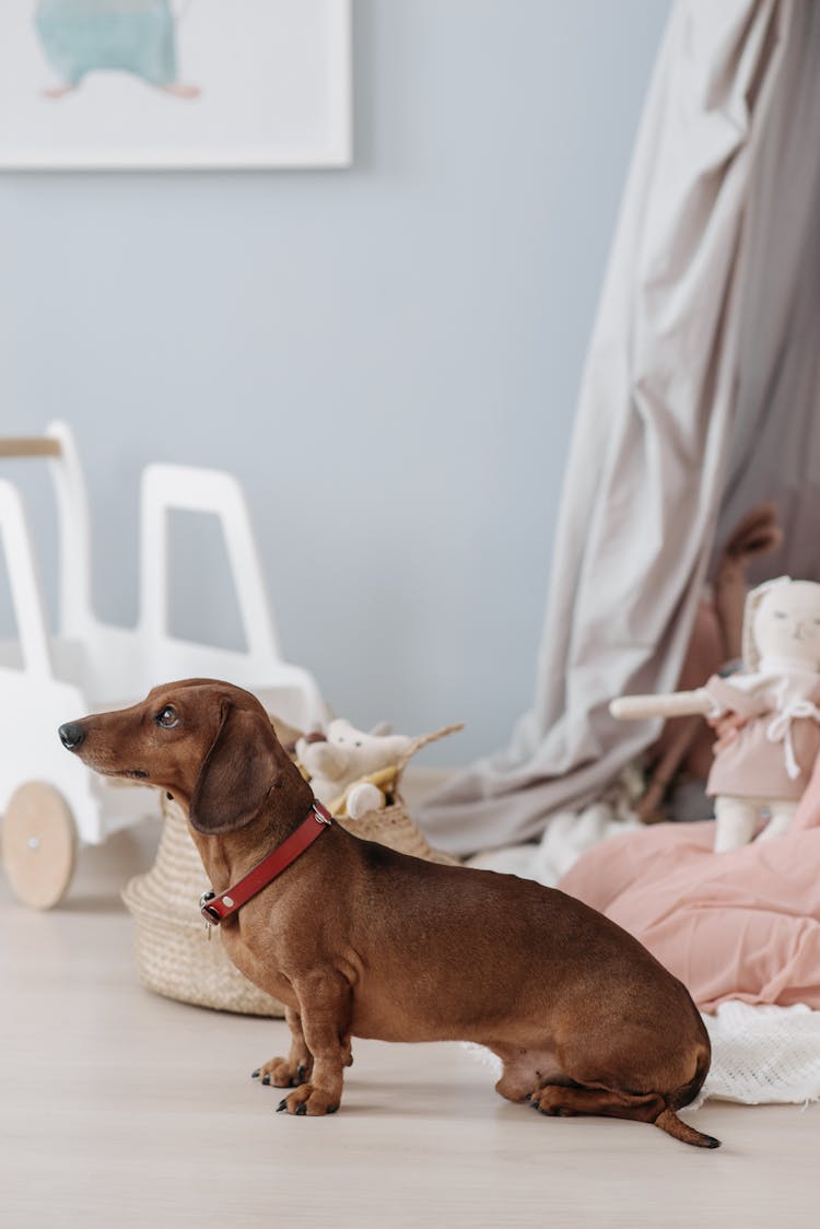 Pet Dog Inside The Nursery Room