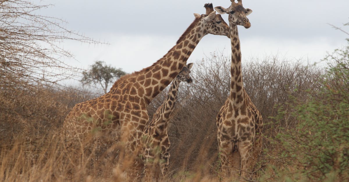 Free stock photo of African Giraffes, giraffes