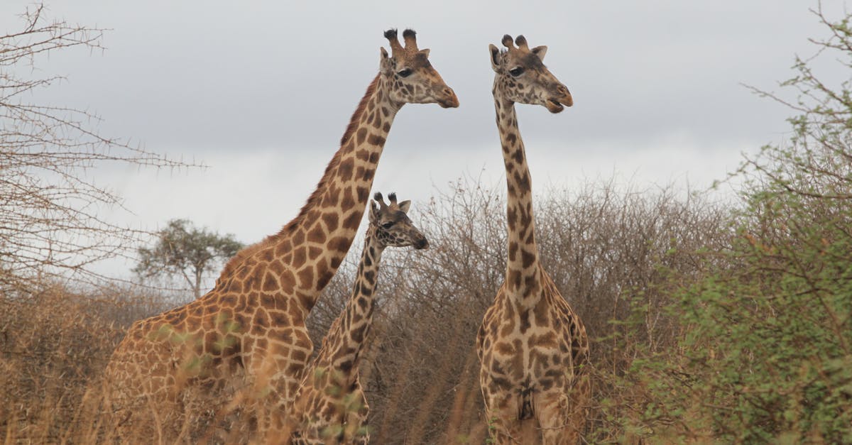 Free stock photo of African Giraffes, Amboseli National Park, giraffes